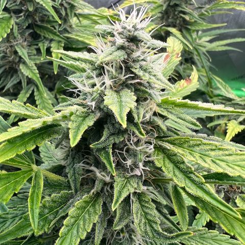 ILGM Blue Dream Auto growlog timeline photo