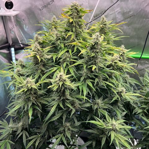 ILGM Blue Dream Auto growlog timeline photo
