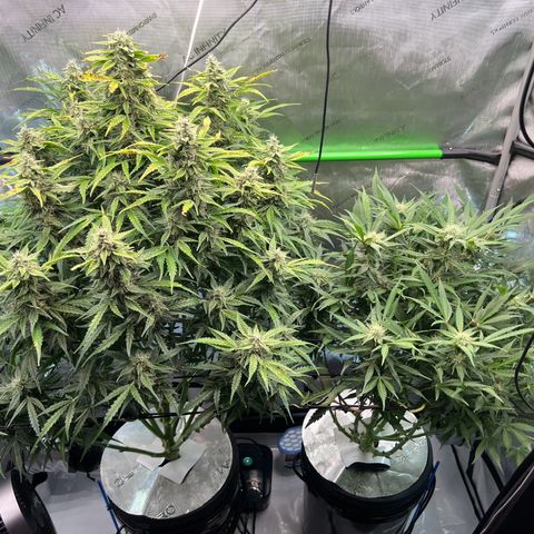 ILGM Blue Dream Auto growlog timeline photo