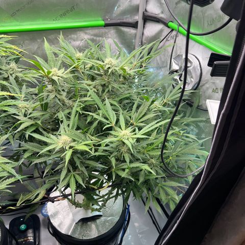 ILGM Blue Dream Auto growlog timeline photo