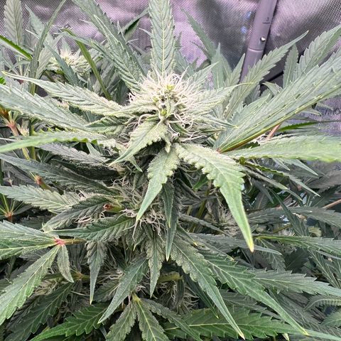 ILGM Blue Dream Auto growlog timeline photo