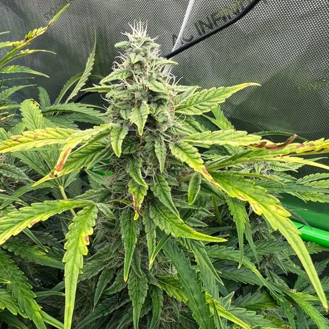 ILGM Blue Dream Auto growlog timeline photo