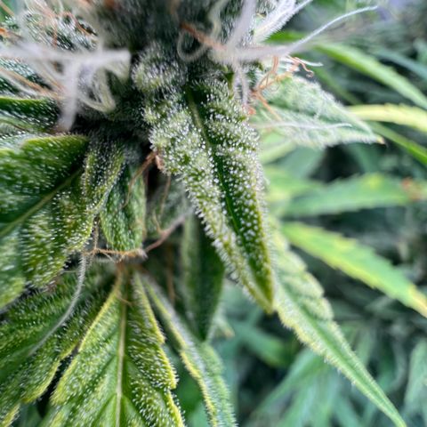 ILGM Blue Dream Auto growlog timeline photo