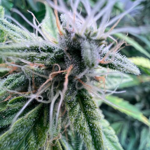 ILGM Blue Dream Auto growlog timeline photo