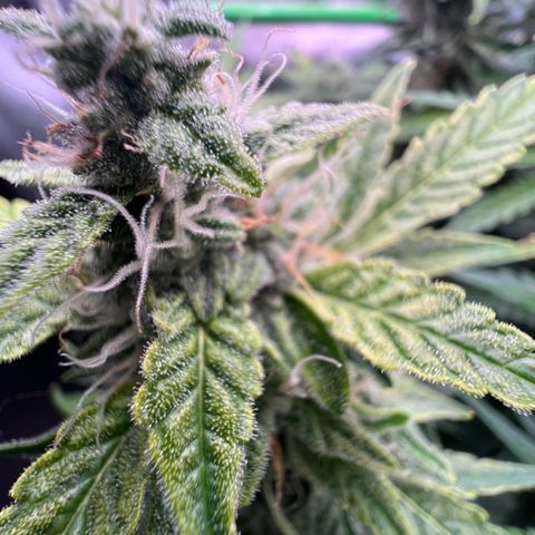ILGM Blue Dream Auto growlog timeline photo
