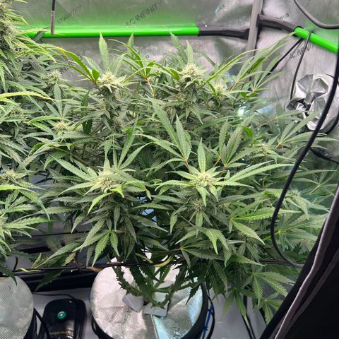 ILGM Blue Dream Auto growlog timeline photo