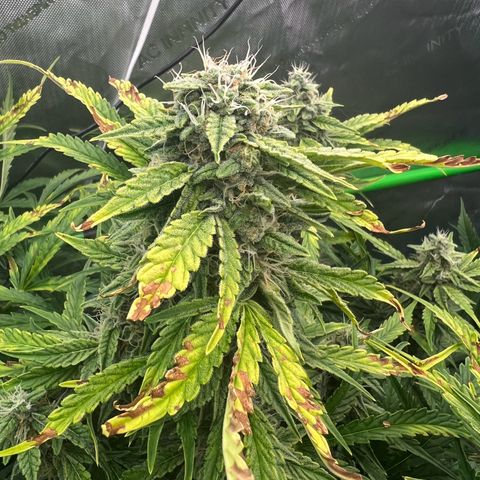 ILGM Blue Dream Auto growlog timeline photo