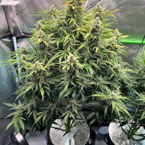 ILGM Blue Dream Auto growlog timeline photo