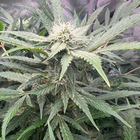 ILGM Blue Dream Auto growlog timeline photo