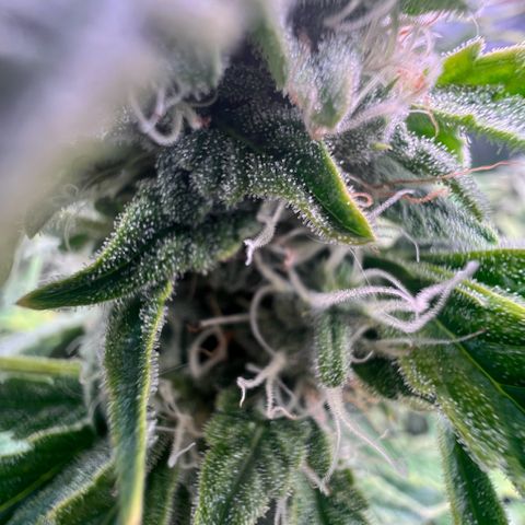 ILGM Blue Dream Auto growlog timeline photo