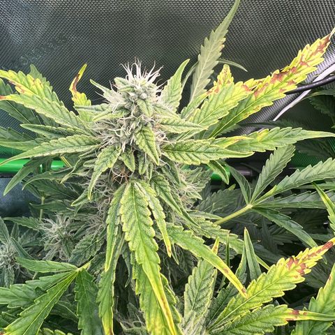ILGM Blue Dream Auto growlog timeline photo