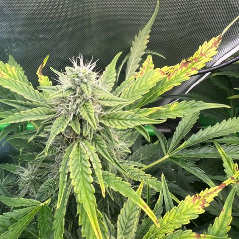 ILGM Blue Dream Auto growlog timeline photo