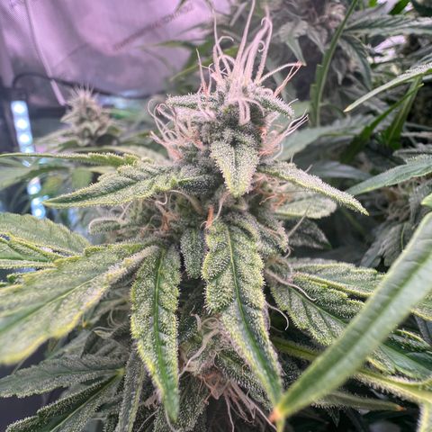 ILGM Blue Dream Auto growlog timeline photo