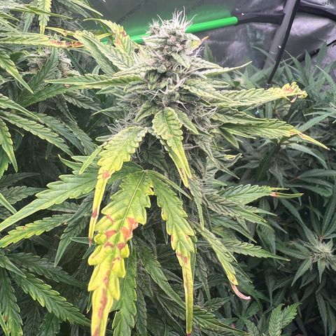 ILGM Blue Dream Auto growlog timeline photo