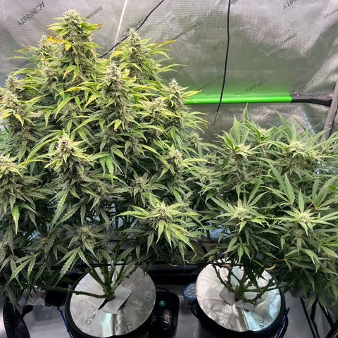 ILGM Blue Dream Auto growlog timeline photo