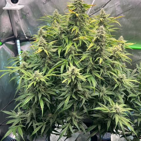 ILGM Blue Dream Auto growlog timeline photo