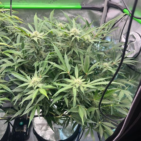 ILGM Blue Dream Auto growlog timeline photo