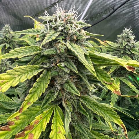 ILGM Blue Dream Auto growlog timeline photo