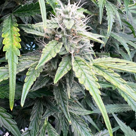 ILGM Blue Dream Auto growlog timeline photo