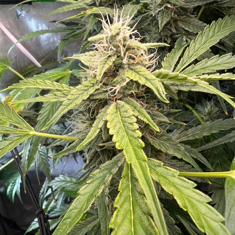 ILGM Blue Dream Auto growlog timeline photo