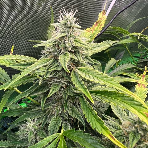 ILGM Blue Dream Auto growlog timeline photo
