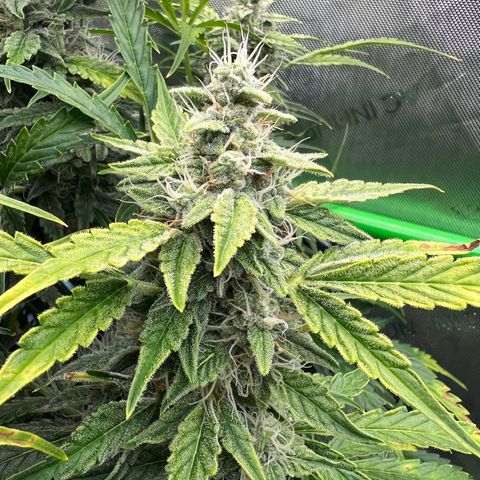 ILGM Blue Dream Auto growlog timeline photo