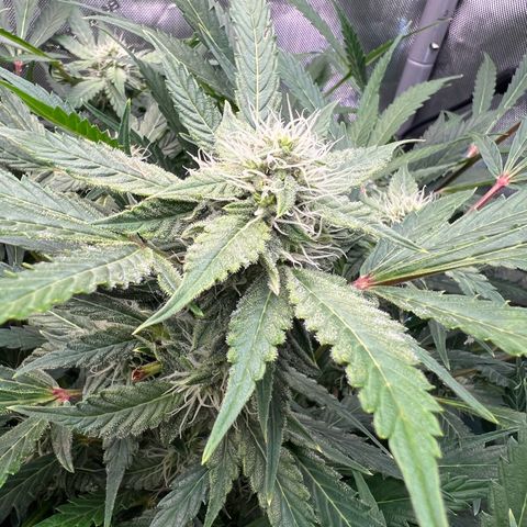 ILGM Blue Dream Auto growlog timeline photo