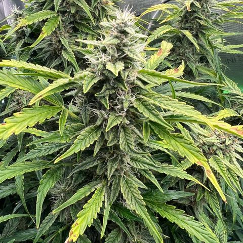 ILGM Blue Dream Auto growlog timeline photo