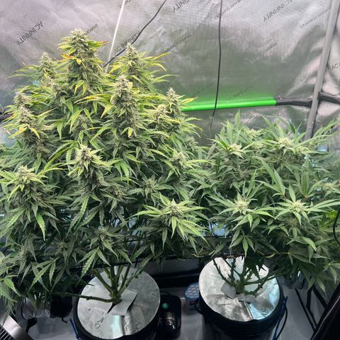 ILGM Blue Dream Auto growlog timeline photo
