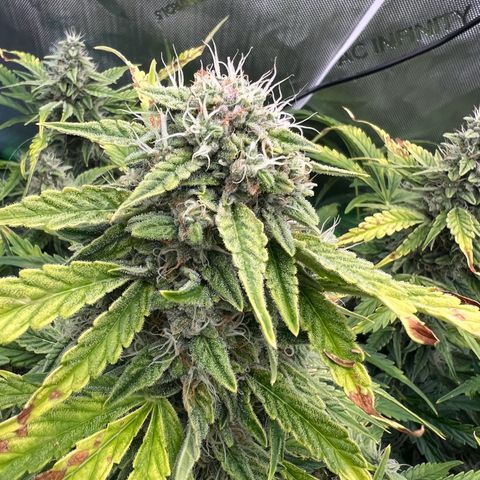 ILGM Blue Dream Auto growlog timeline photo