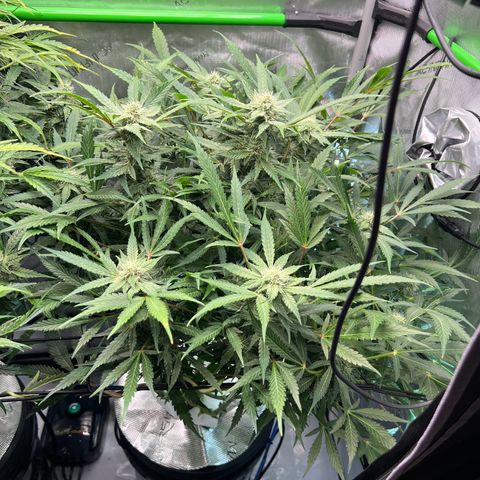 ILGM Blue Dream Auto growlog timeline photo