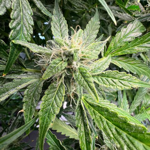 ILGM Blue Dream Auto growlog timeline photo