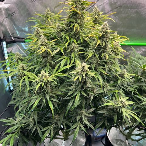 ILGM Blue Dream Auto growlog timeline photo