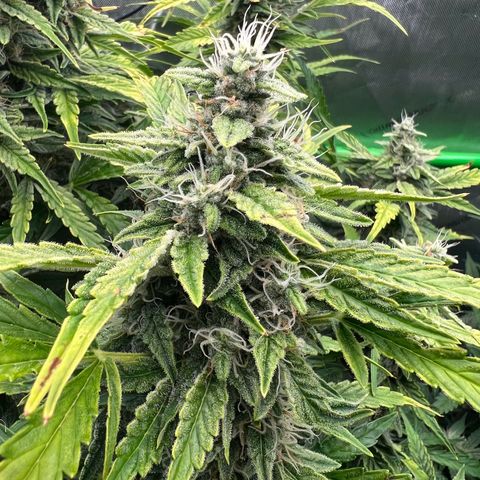 ILGM Blue Dream Auto growlog timeline photo