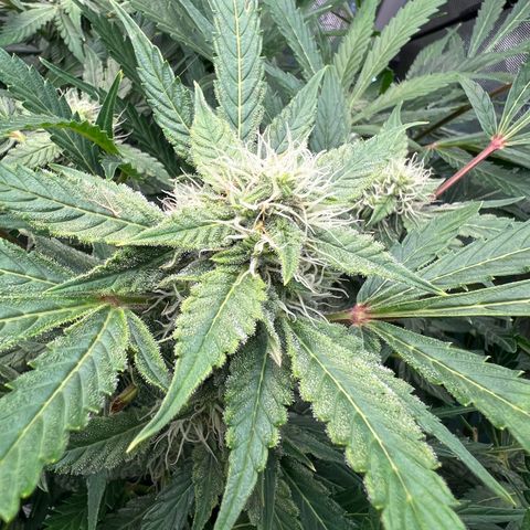 ILGM Blue Dream Auto growlog timeline photo