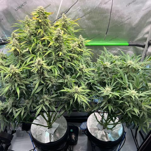 ILGM Blue Dream Auto growlog timeline photo