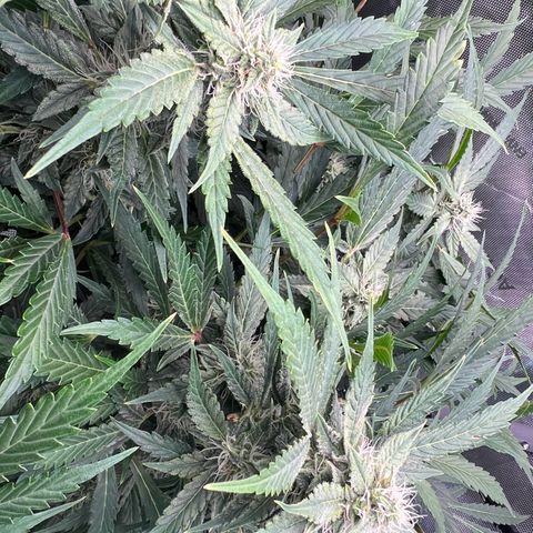 ILGM Blue Dream Auto growlog timeline photo