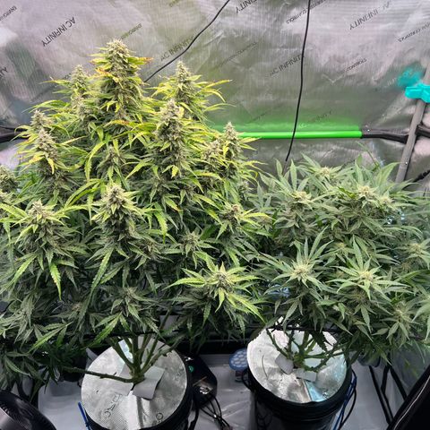 ILGM Blue Dream Auto growlog timeline photo