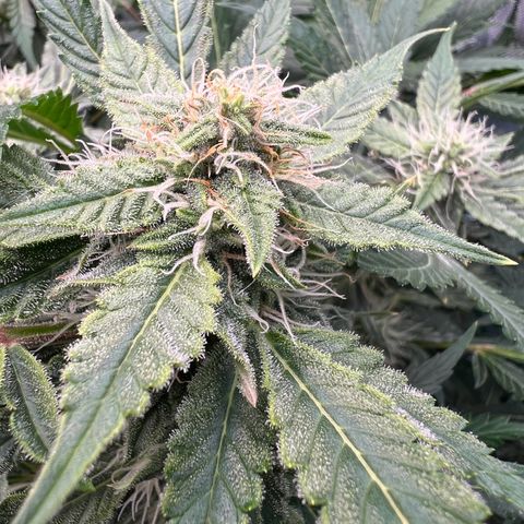 ILGM Blue Dream Auto growlog timeline photo