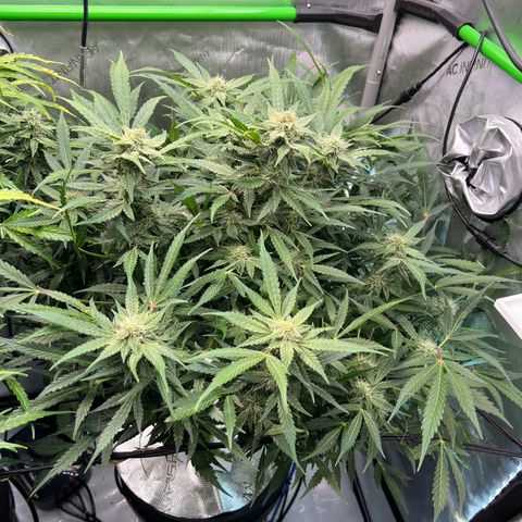 ILGM Blue Dream Auto growlog timeline photo