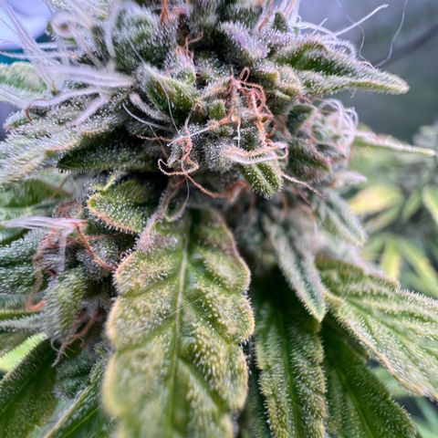 ILGM Blue Dream Auto growlog timeline photo