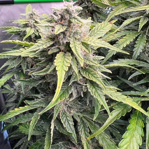 ILGM Blue Dream Auto growlog timeline photo
