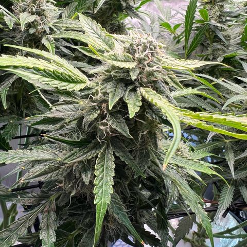 ILGM Blue Dream Auto growlog timeline photo