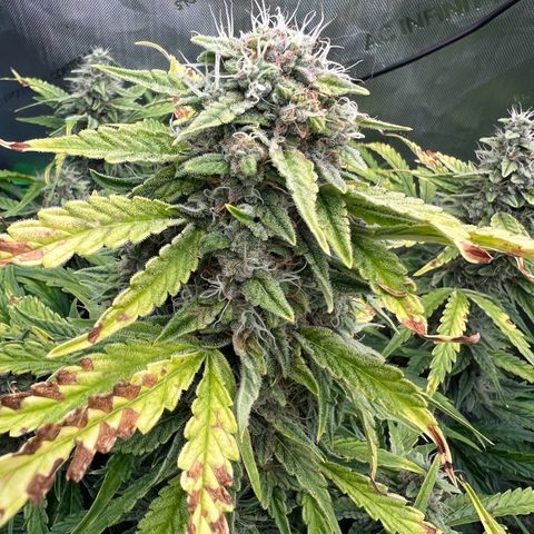ILGM Blue Dream Auto growlog timeline photo