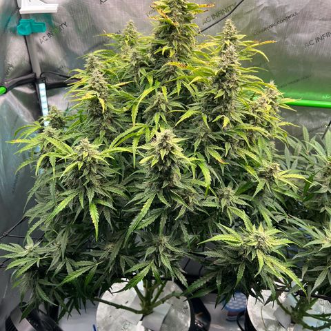 ILGM Blue Dream Auto growlog timeline photo