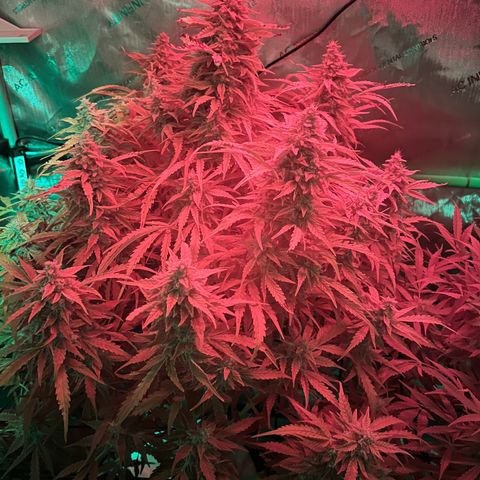 ILGM Blue Dream Auto growlog timeline photo
