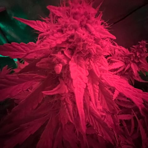 ILGM Blue Dream Auto growlog timeline photo