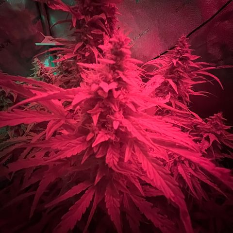 ILGM Blue Dream Auto growlog timeline photo