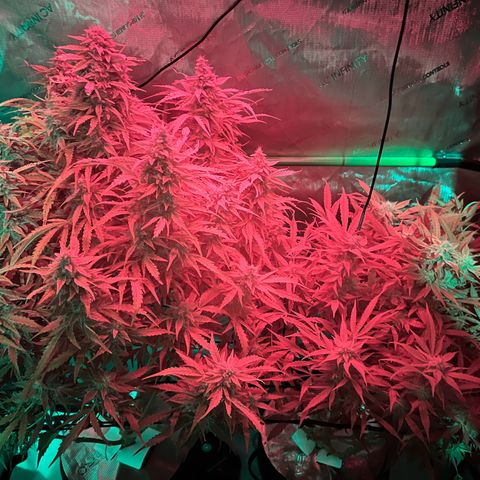 ILGM Blue Dream Auto growlog timeline photo