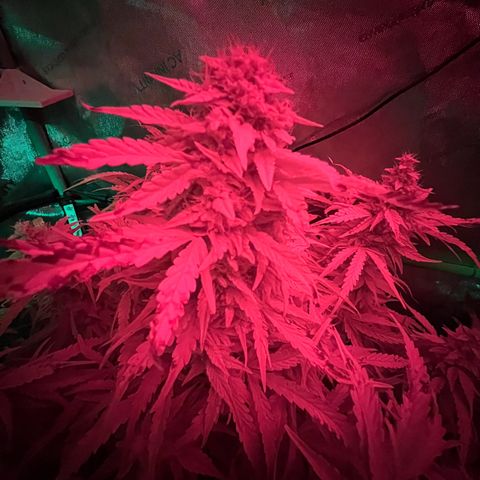 ILGM Blue Dream Auto growlog timeline photo
